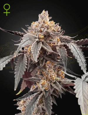 Guava x Gelato #41 Auto