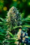 Gummibears Auto