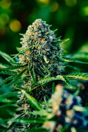 Gummibears Auto