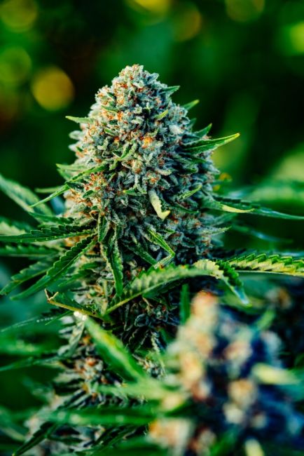 Gummibears Auto
