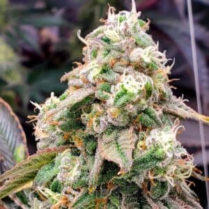 Gushers Fast Flowering