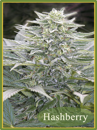 Hashberry Reg.