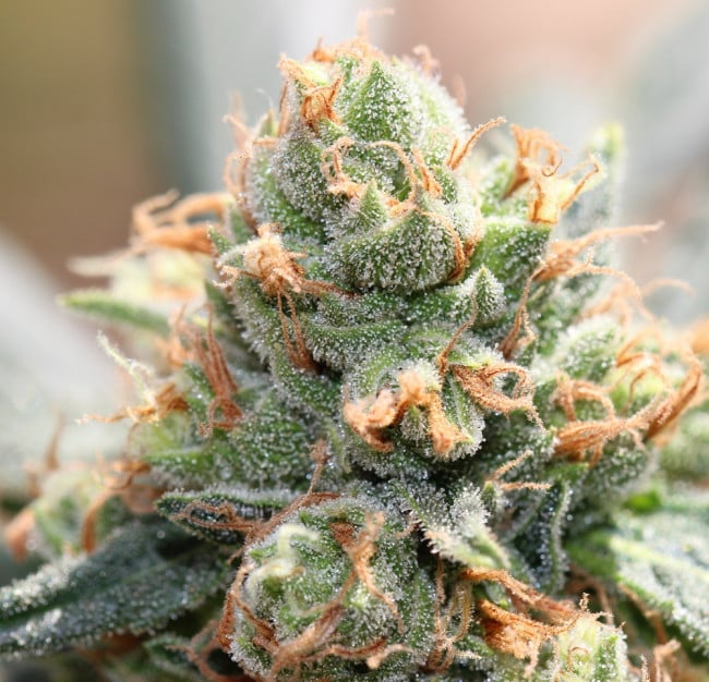 Hash Tonic Reg.