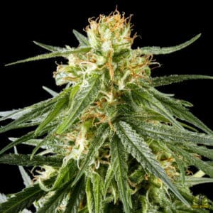 Hawaiian Snow