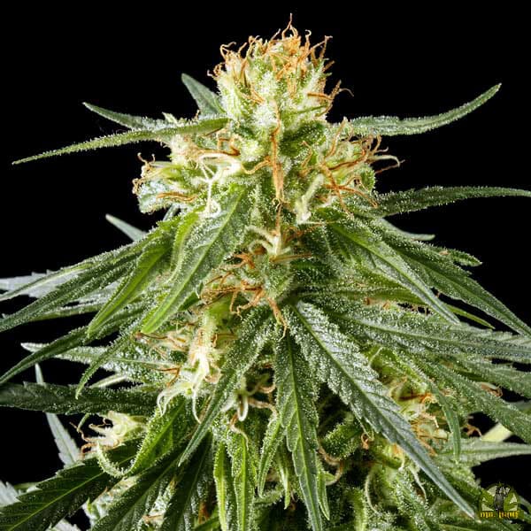 Hawaiian Snow