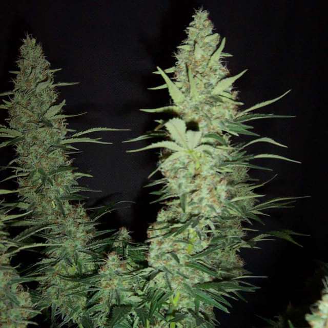 Hawaii Maui Waui