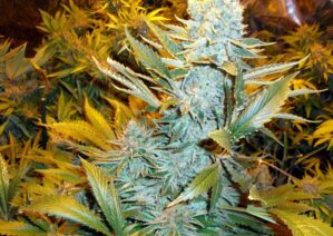 Haze Express Auto