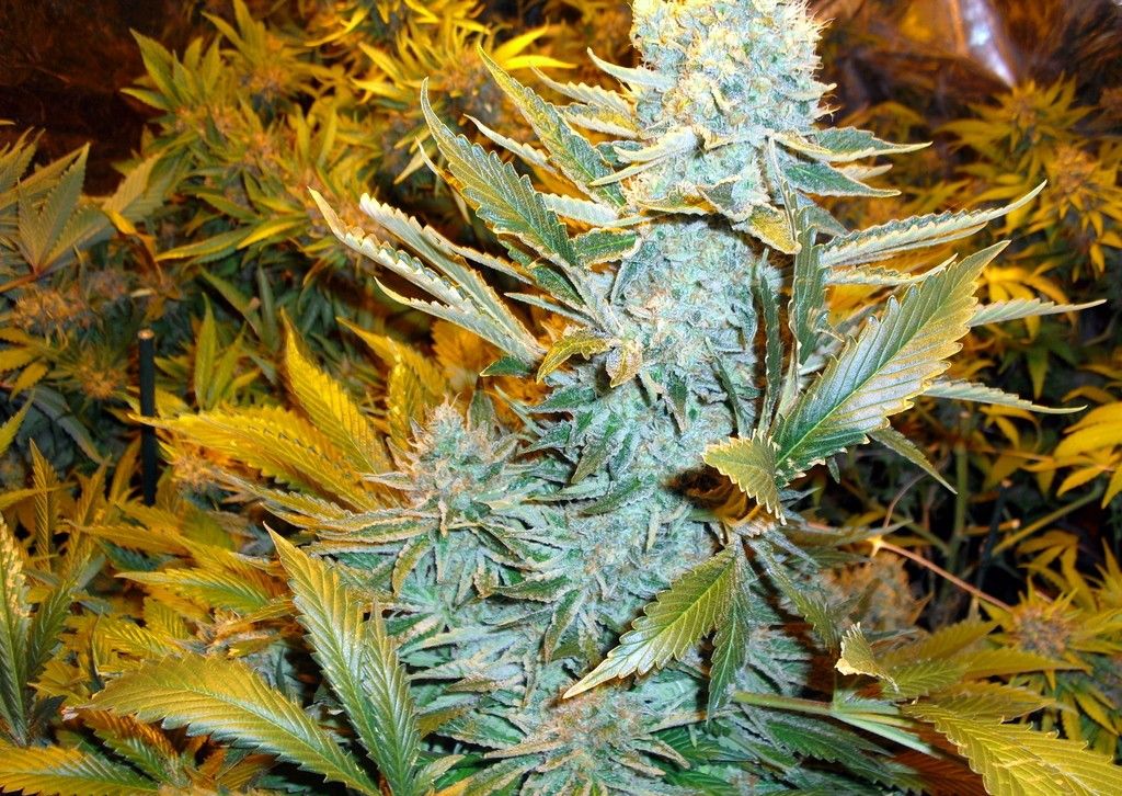Haze Express Auto