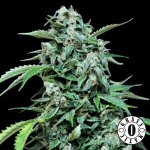 Haze Gom Auto