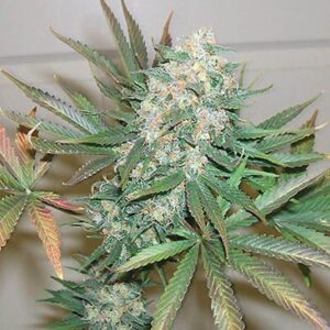 Haze Special