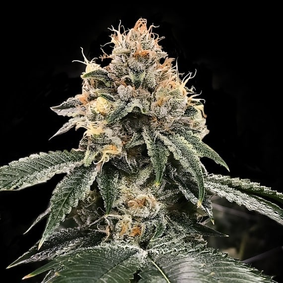 HG23 AKA Michael Jordan Auto - DNA Genetics