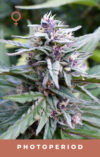 Hi-Biscus
