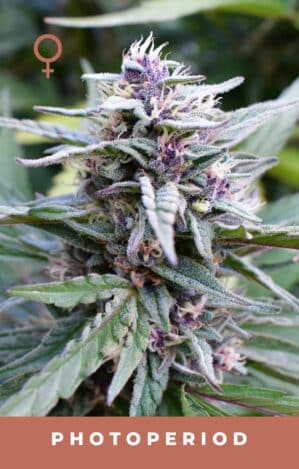 Hi-Biscus