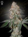 Highcloudz