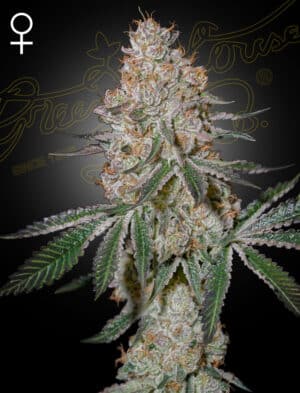 Highcloudz