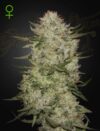 Highcloudz Auto