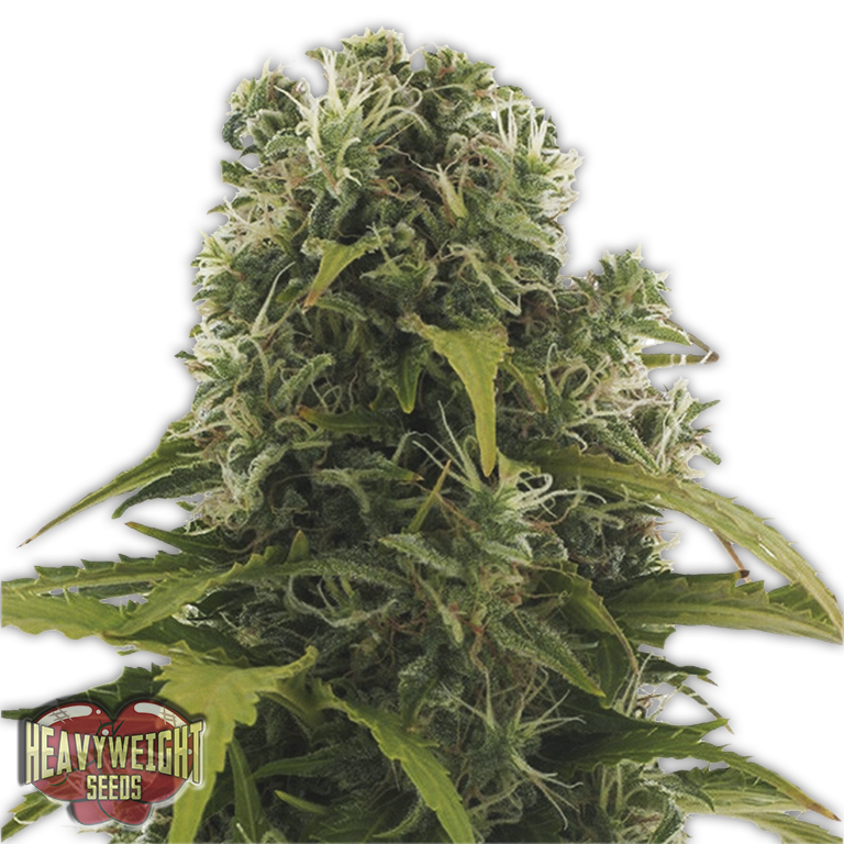 High Density Auto