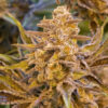 High Voltage Auto