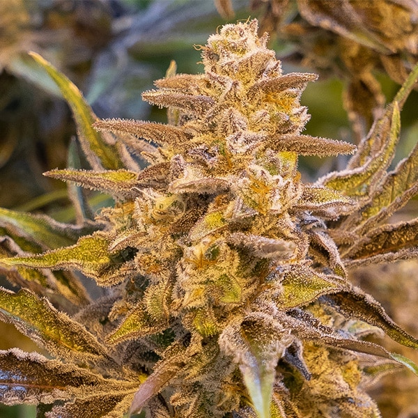 High Voltage Auto