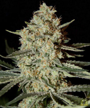 Himalaya Gold
