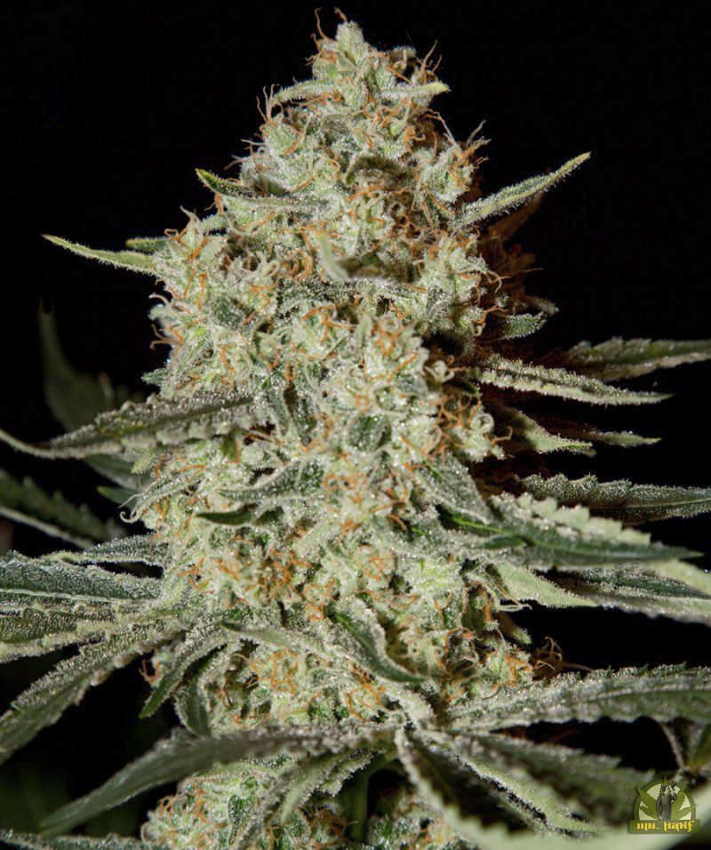 Himalaya Gold