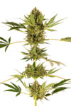 Himalayan CBD