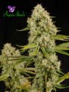 Hindu Kush (Anesia Seeds)