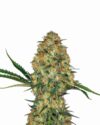 Hindu Kush Auto