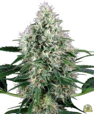 Hindu Kush Automatic