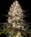 Hindu Kush (Barney’s Farm)