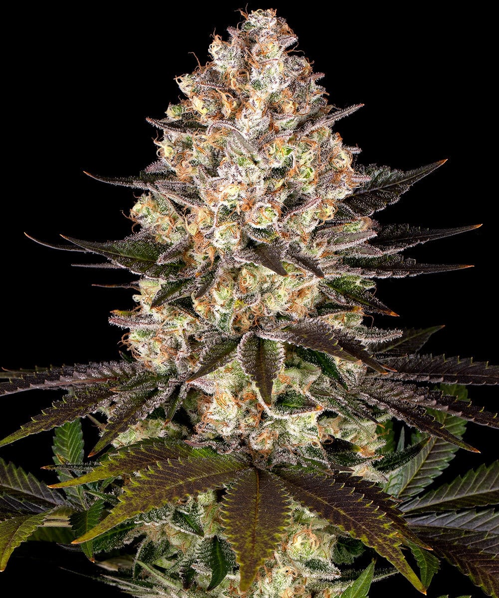 Hindu Kush (Barney’s Farm)