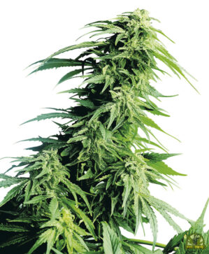 Hindu Kush Reg. (Sensi Seeds)