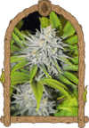 Hippieberry