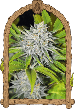 Hippieberry