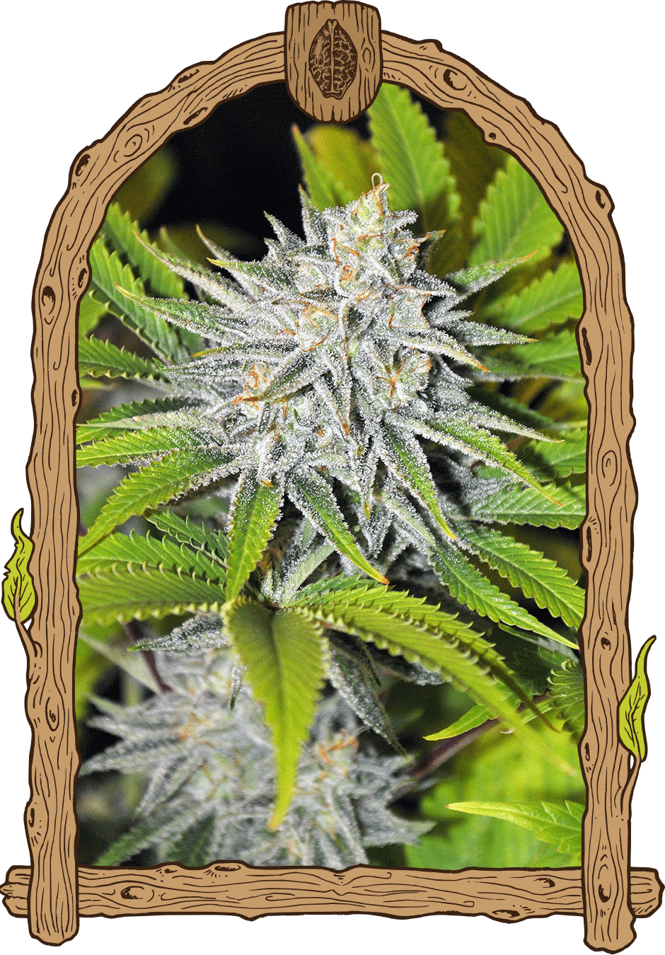 Hippieberry