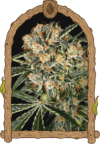 Hippie Therapy CBD