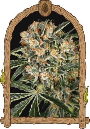 Hippie Therapy CBD