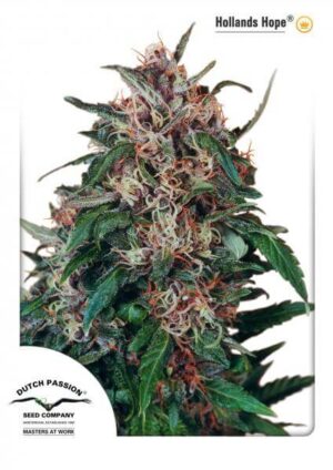 Hollands Hope Reg. (Dutch Passion)