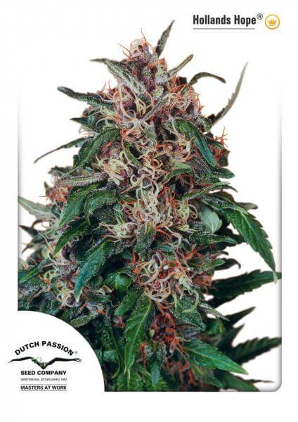 Hollands Hope Reg. (Dutch Passion)