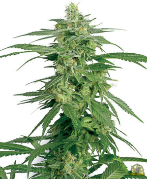 Hollands Hope Reg. (White Label Seeds)