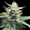 Honey Banana (DNA Genetics Seeds)
