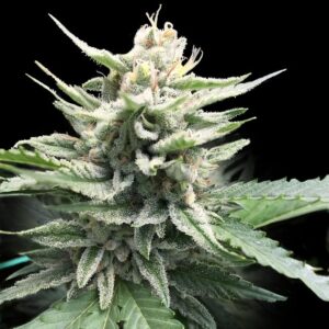 Honey Banana (DNA Genetics Seeds)