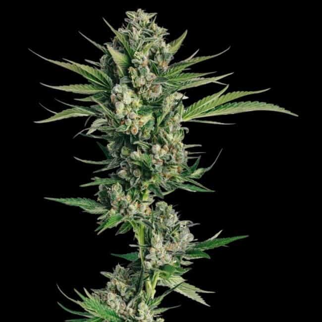 Honeycomb Chem