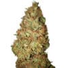 Honig Cookies (0,4/23)