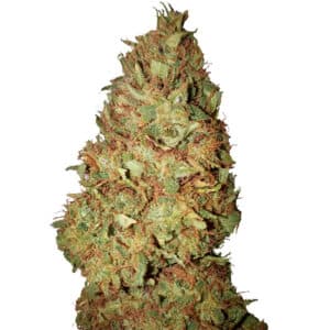 Honig Cookies (0,4/23)