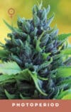 Humboldt Dream