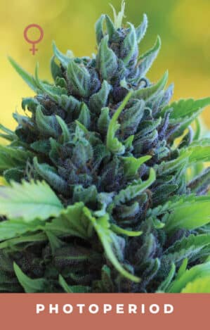 Humboldt Dream