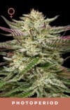 Humboldt Headband