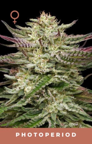 Humboldt Headband