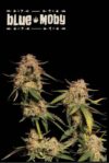 Humboldt x Seedstockers Blue Moby Reg.